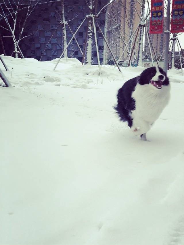 人生第一场雪️麻麻真好，带我玩雪咯看我飞奔起来