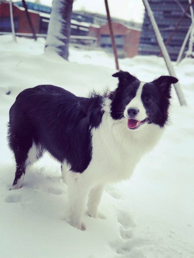 人生第一场雪️麻麻真好，带我玩雪咯看我飞奔起来