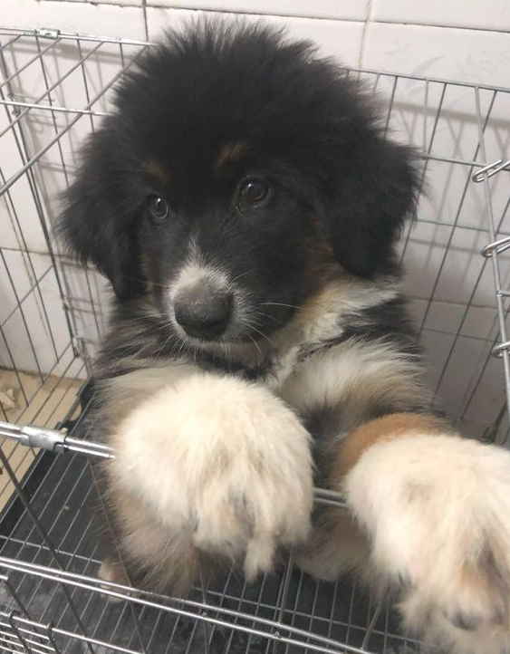 道上捡到只走丢的流浪犬，男孩儿带去宠物店后，老总：这狗卖我啊