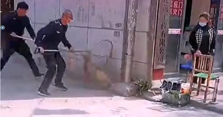 活该！遛狗不牵绳，狗被捕捉装笼带走“拘留”，狗主人哭喊阻拦