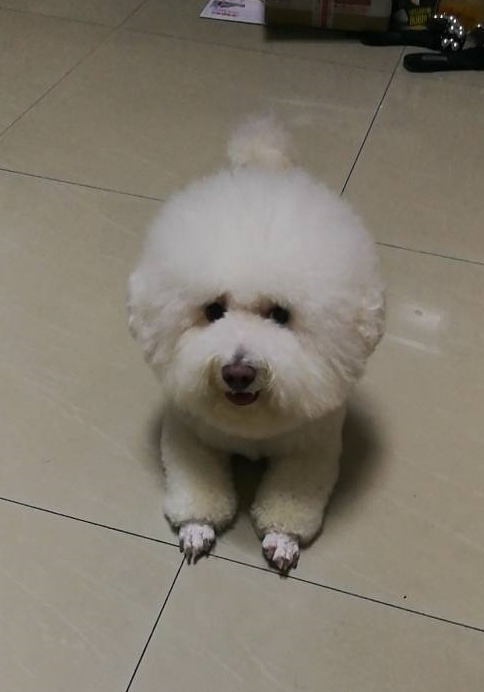 女友开了个玩笑，比熊犬在地上趴了半夜，眼泪不停的往下掉