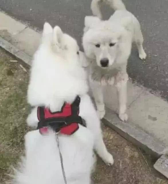 流浪狗和宠物狗：只隔了一条牵引绳，命运却大不相同
