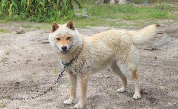 柴犬到换毛期，一时分不清楚它是羊或是小狐狸，我觉得更好像小猴子吧！