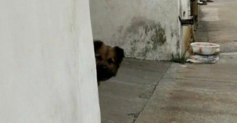 主人暑假回家，狗狗听见脚步声伸出脑壳看，高兴得立即站起来了