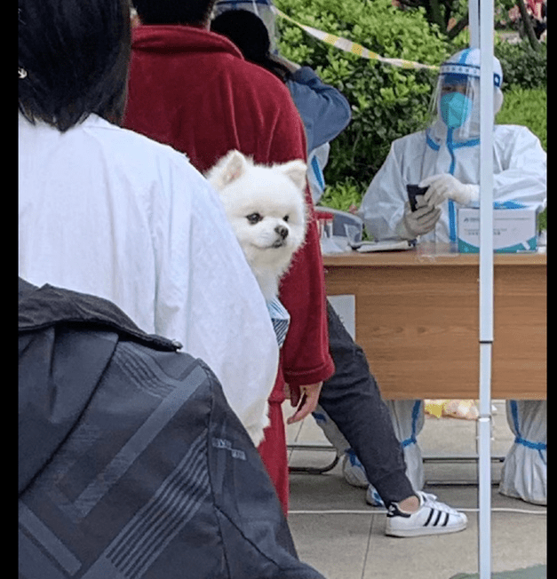 女孩带上狗狗一起来做核酸检测，它看上去很开心：总算可以下楼梯了