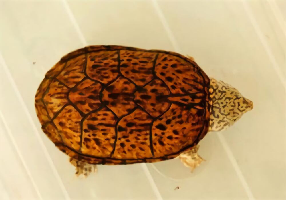 虎纹麝香龟身份信息