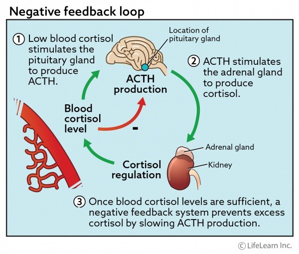 ACTH 刺激试验与 LDDS：谁是最佳的肾上腺功能检查方式
