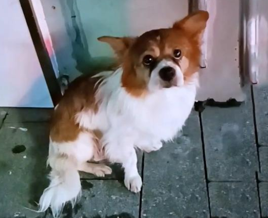 11岁老犬意外走失,寻找主人时被车撞,获救时它竟满眼泪水