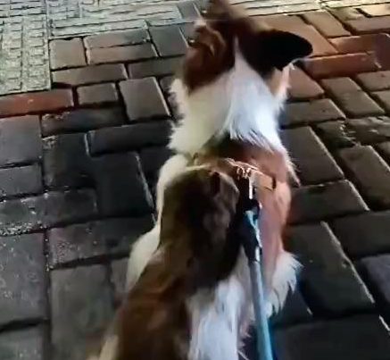 11岁老犬意外走失,寻找主人时被车撞,获救时它竟满眼泪水
