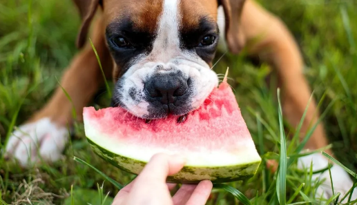 家里的狗挑食不吃狗粮，于是主人想了个办法……
