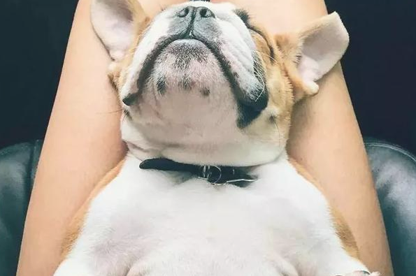 有一种感情！据说养宠物犬的优秀人才懂？