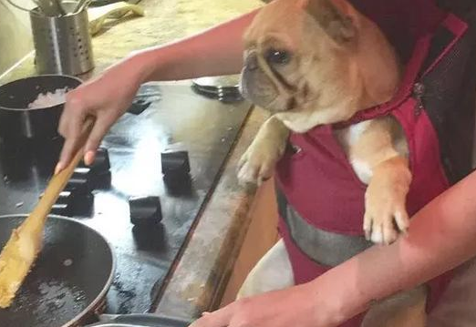 有一种感情！据说养宠物犬的优秀人才懂？