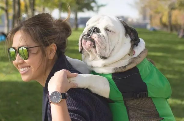 有一种感情！据说养宠物犬的优秀人才懂？