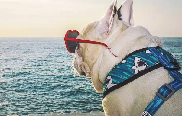 有一种感情！据说养宠物犬的优秀人才懂？