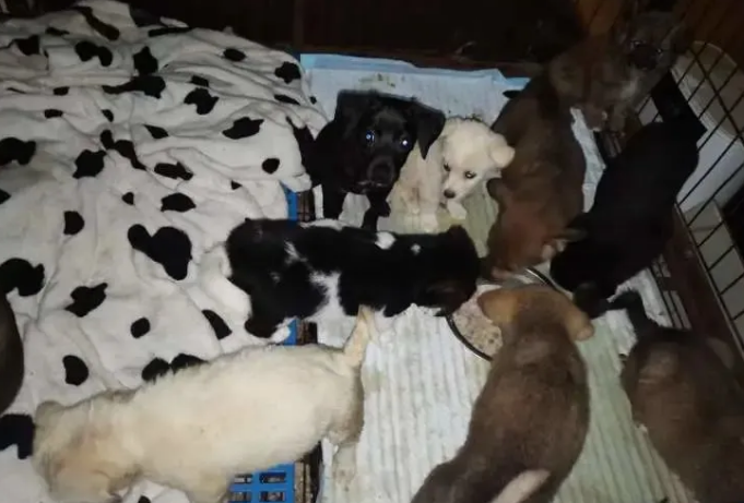 上百只宠物猫狗被遗弃街头的背后，谁在买、卖、运输？