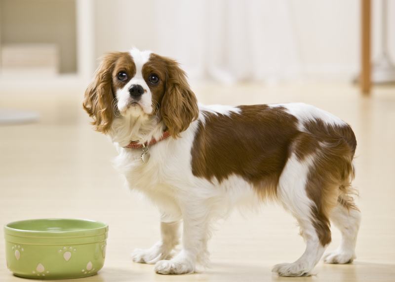 意大利灵缇犬：优雅与活力的完美结合