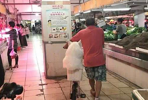 爷爷养大的肥狗！萨摩耶犬坐在自行车后座逛菜场，胖到屁股塞不下