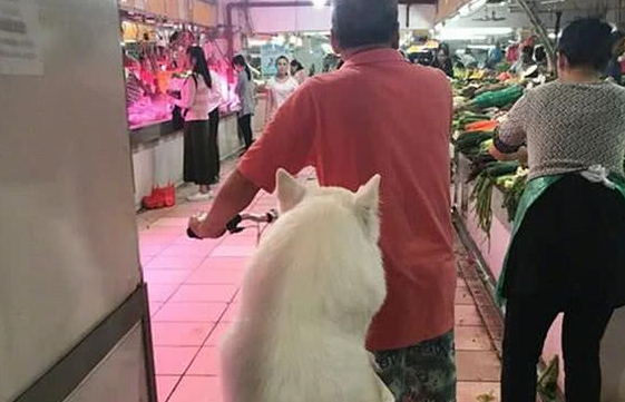 爷爷养大的肥狗！萨摩耶犬坐在自行车后座逛菜场，胖到屁股塞不下