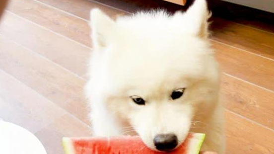 爷爷养大的肥狗！萨摩耶犬坐在自行车后座逛菜场，胖到屁股塞不下