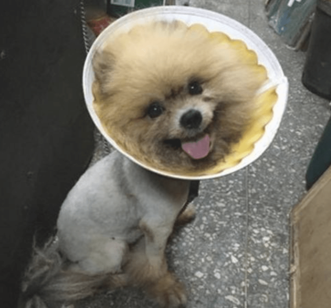 狗狗全身上下沾染不干净的东西，却不愿意冲澡，主人无可奈何下作出这件事情来！