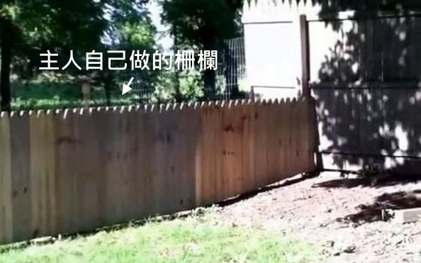 主人秀打造好的栅栏结果被狗狗秒打脸!