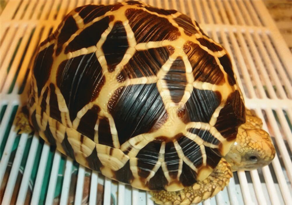 缅甸星龟身份信息