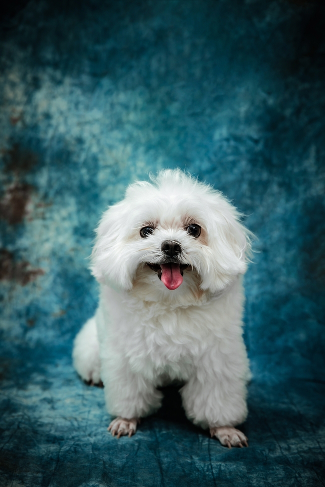 白色可爱超萌贵宾犬摄影图片