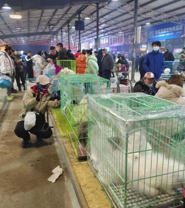 800元的柴犬、500元的布偶猫，我来到了宠物们的“人间炼狱”