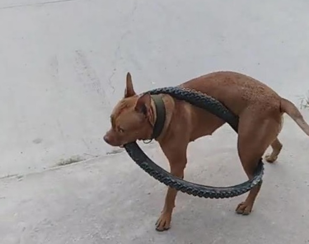 比特犬用自行车轮胎困住自己 网友：有点蠢