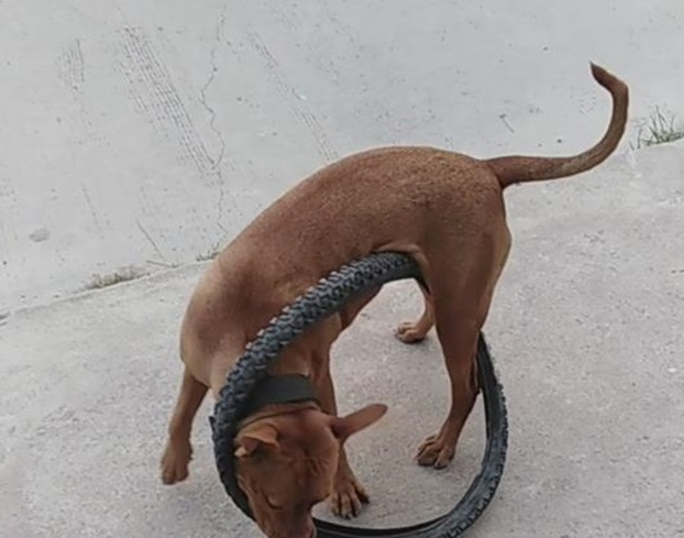 比特犬用自行车轮胎困住自己 网友：有点蠢