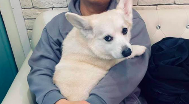 狗狗有意在女主人眼前，往丈夫的身上卖萌又舔，这目光婊里婊气的！
