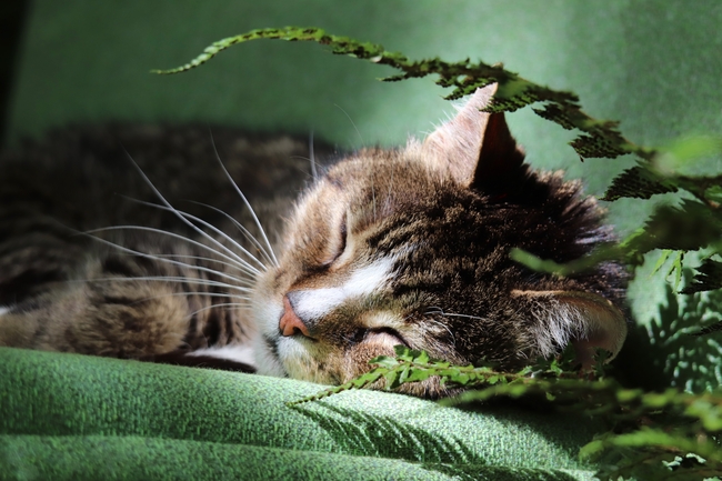 沉睡的小猫咪摄影图片