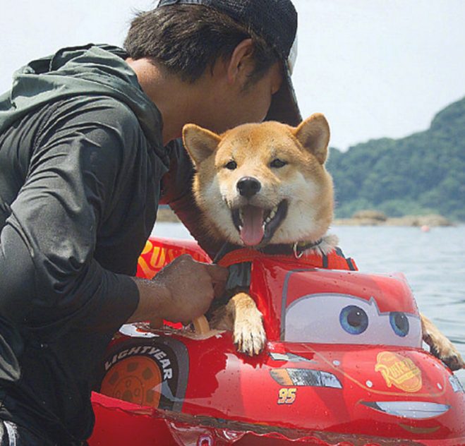 男子带柴犬飘流,本认为它会担心,結果狗狗的神情太搞笑了