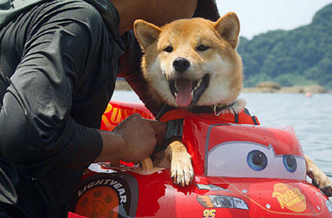 男子带柴犬飘流,本认为它会担心,結果狗狗的神情太搞笑了