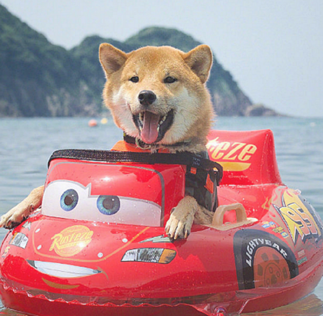 男子带柴犬飘流,本认为它会担心,結果狗狗的神情太搞笑了