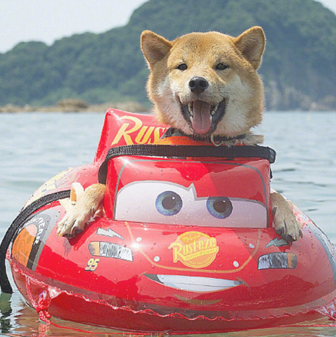 男子带柴犬飘流,本认为它会担心,結果狗狗的神情太搞笑了