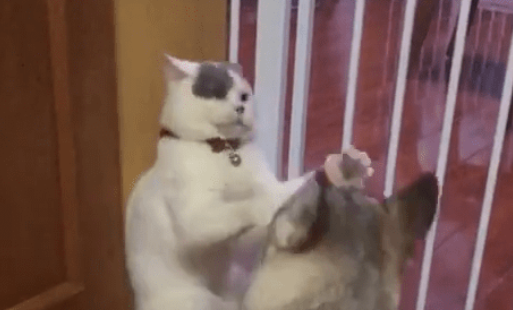 猫咪被狗逼角落欺负，最终无奈的还了几下