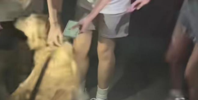 大学生兴起免费帮陌生人遛狗,金毛主人:遛了一个半小时,狗狗笑得嘴都合不上了