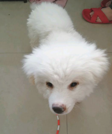 主人把狗儿扔下车后,小家伙傻傻的地追了好长时间,这时候女生不忍心了