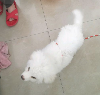 主人把狗儿扔下车后,小家伙傻傻的地追了好长时间,这时候女生不忍心了