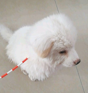 主人把狗儿扔下车后,小家伙傻傻的地追了好长时间,这时候女生不忍心了