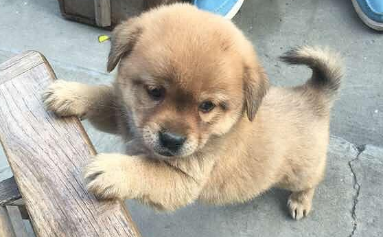 小奶狗不听话，狗妈一口咬在狗脖子上，主人拍手直呼教育得好