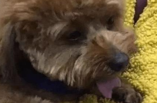 主人将泰迪犬寄放在宠物店，接它时发现泰迪舌头不见了
