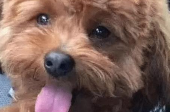 主人将泰迪犬寄放在宠物店，接它时发现泰迪舌头不见了