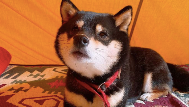 网友带柴犬去露营它太高兴，离去时却十分难过：就不可以多玩游戏几日？
