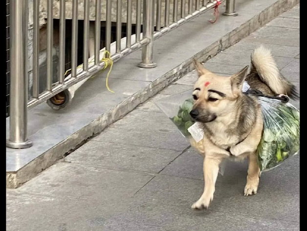 狗狗帮主人驮菜回家了，见到它的脸我笑了！狗：化了美美的妆好自信心