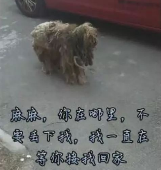 狗狗1年前被主人遗弃，狗狗却用实际行动证明余生都是你！