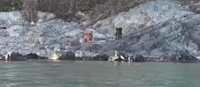 无人岛传出阵阵哀鸣，当大家人心惶惶时发现…上面有两只狗狗！