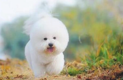狗狗原先是先天性的高度近视，怪不得从远方叫他们，狗狗都是发愣一下