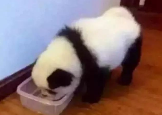 狗狗因长得太像熊猫，被警察登门拜访调查，尴尬误会让人笑喷。
